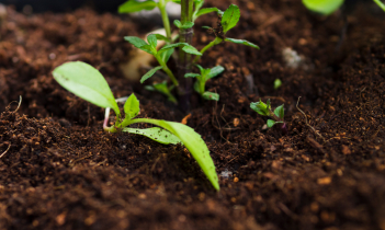 soil